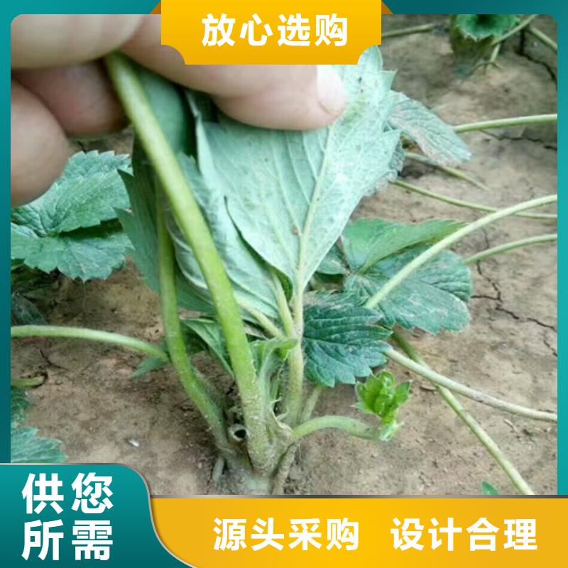 草莓苗【蓝莓苗】库存充足