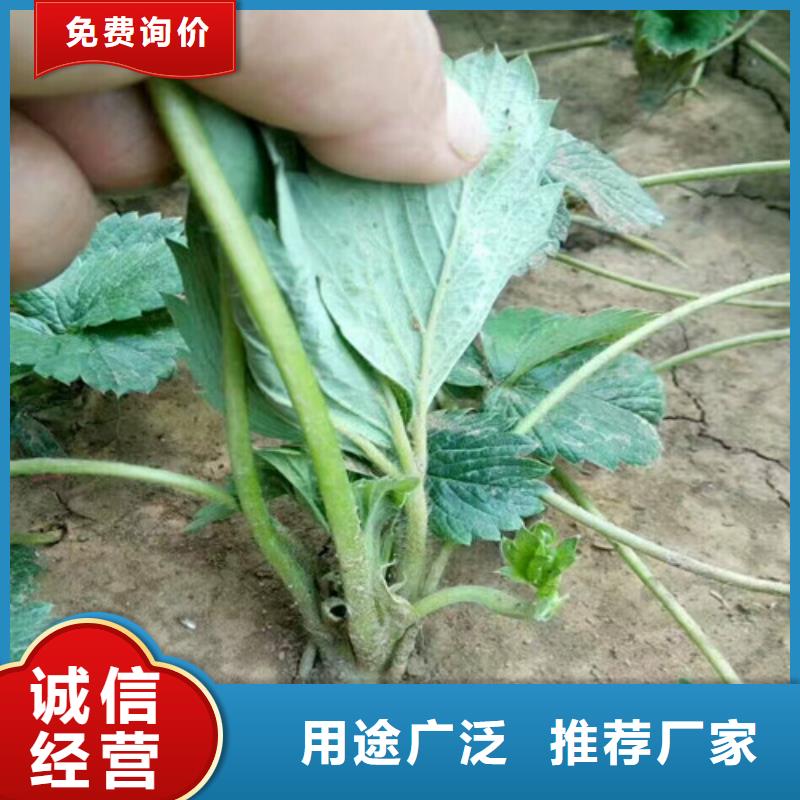 哪里批发艳丽草莓苗，艳丽草莓苗耐储存品种