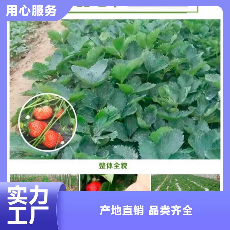 【草莓苗】果树苗分类和特点