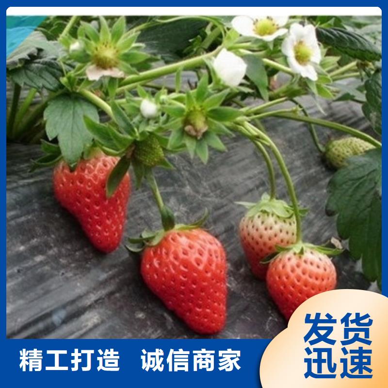 香野草莓苗批发价格