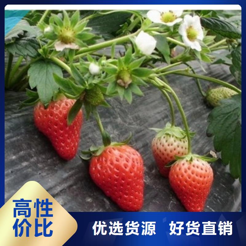 青海省红颊草莓苗栽植密度