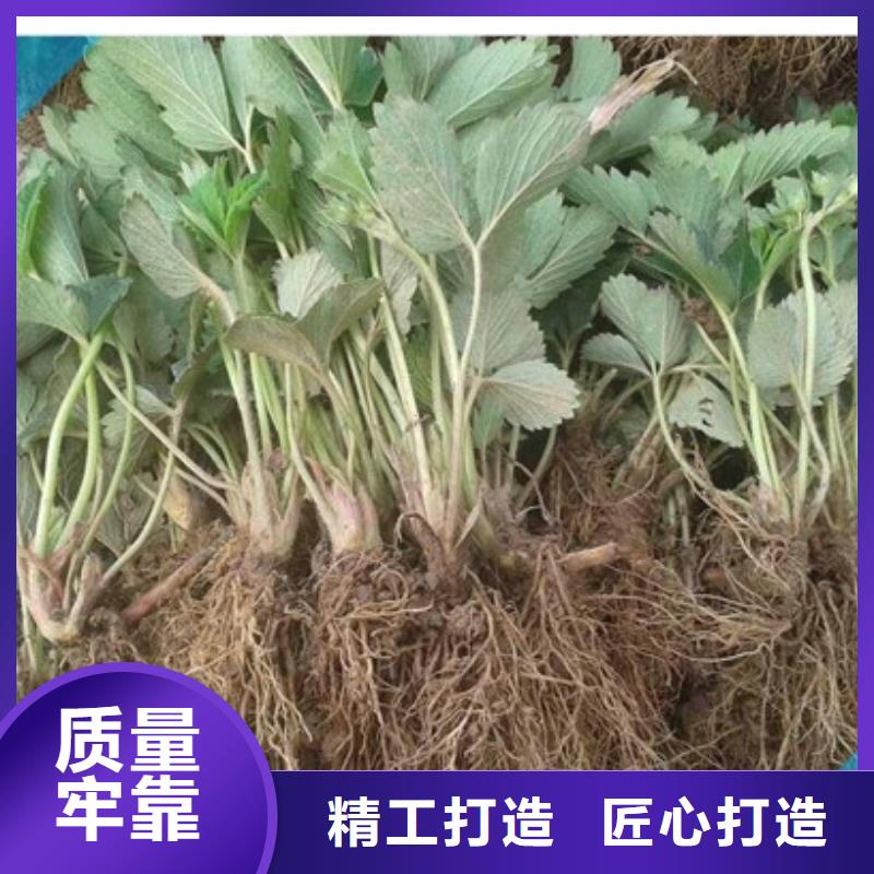 哪里卖白果草莓苗，白果草莓苗品种选择