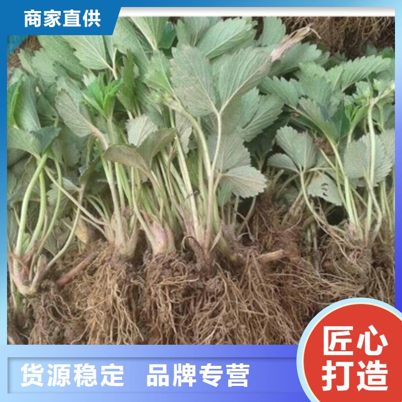 丽江牛奶草莓苗实体厂家