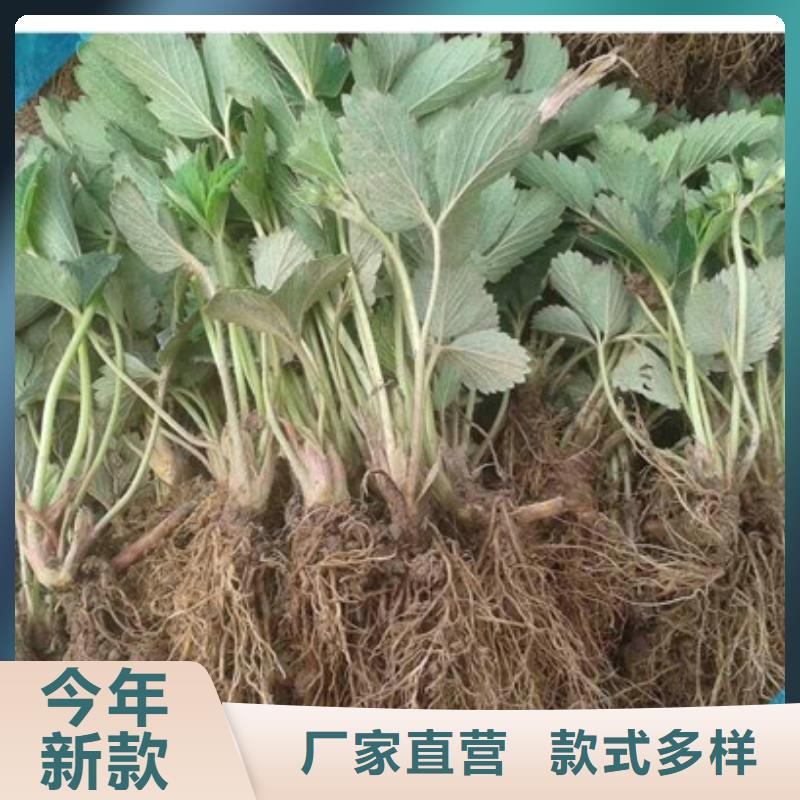 富县艳丽草莓苗低价批发