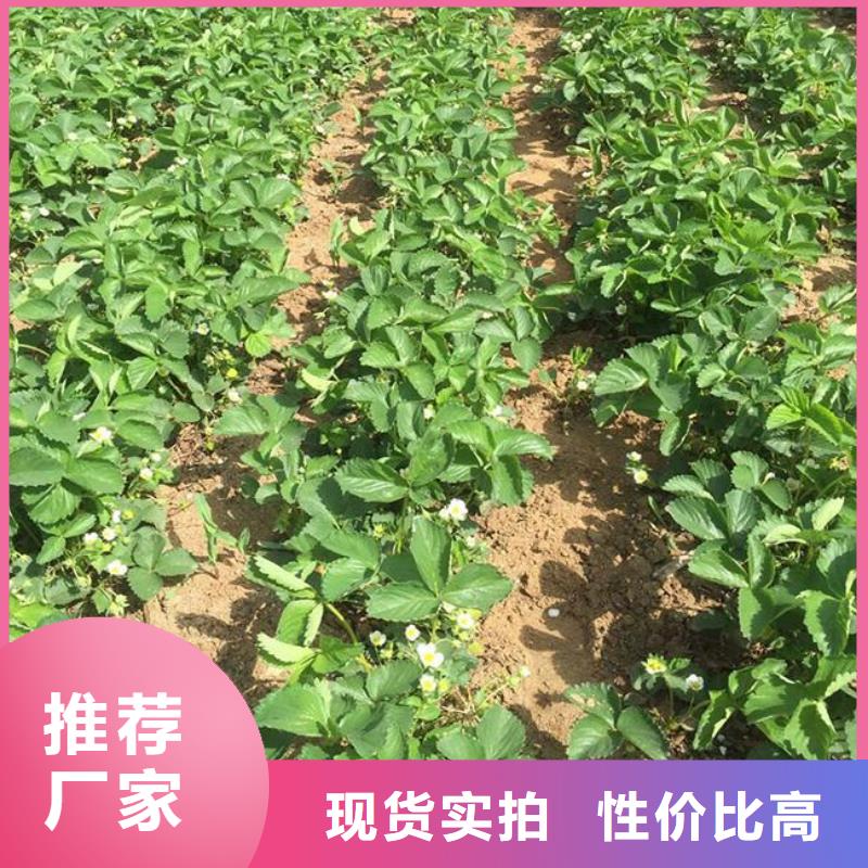 草莓苗【红肉西梅】一件也发货