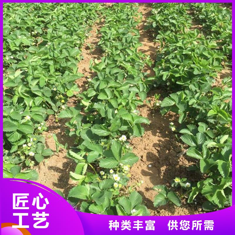 草莓苗-红蜜桃树苗应用范围广泛