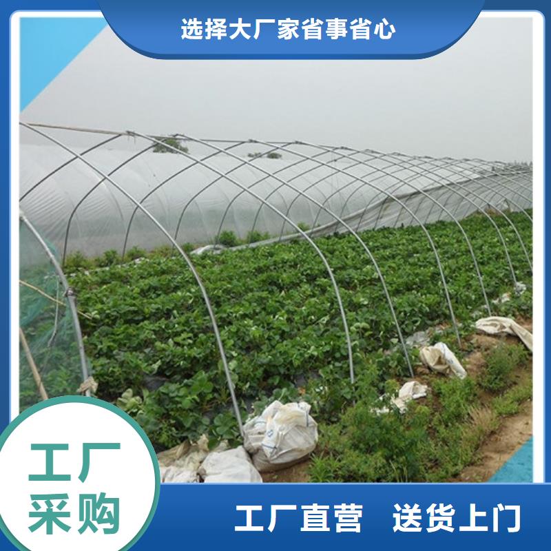 规格齐全的桃熏草莓苗基地