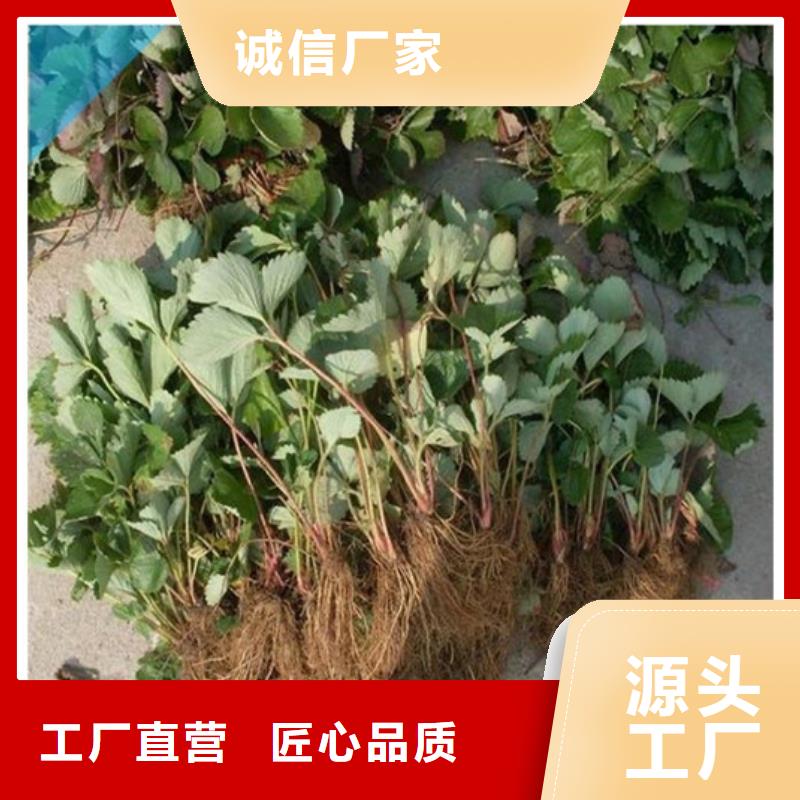 哪里供应艳丽草莓苗，艳丽草莓苗培育基地