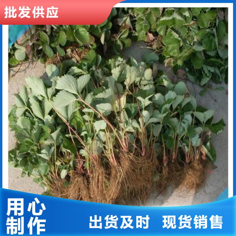 河南省妙香草莓苗哪里有