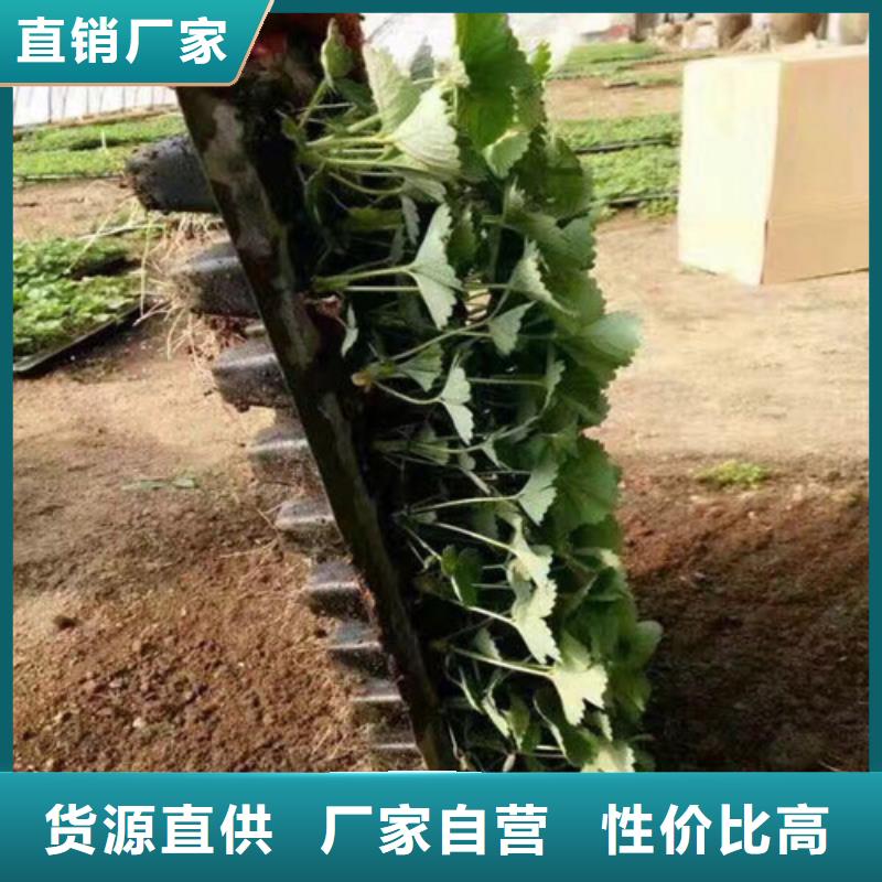 哪里有奶油草莓苗，奶油草莓苗便宜价格