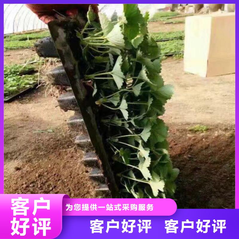 乌海草莓苗优选品质厂家