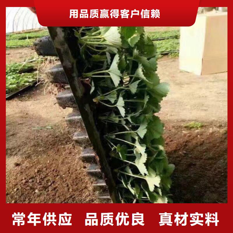 宁波妙香草莓苗培育基地