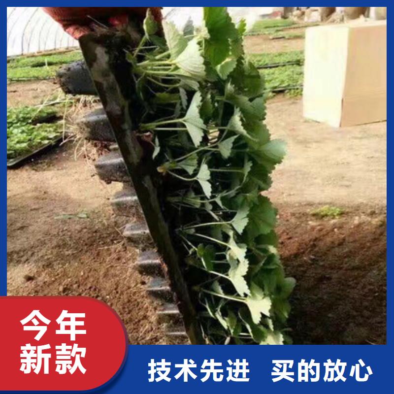 钦州销售奶油草莓苗_优质厂家