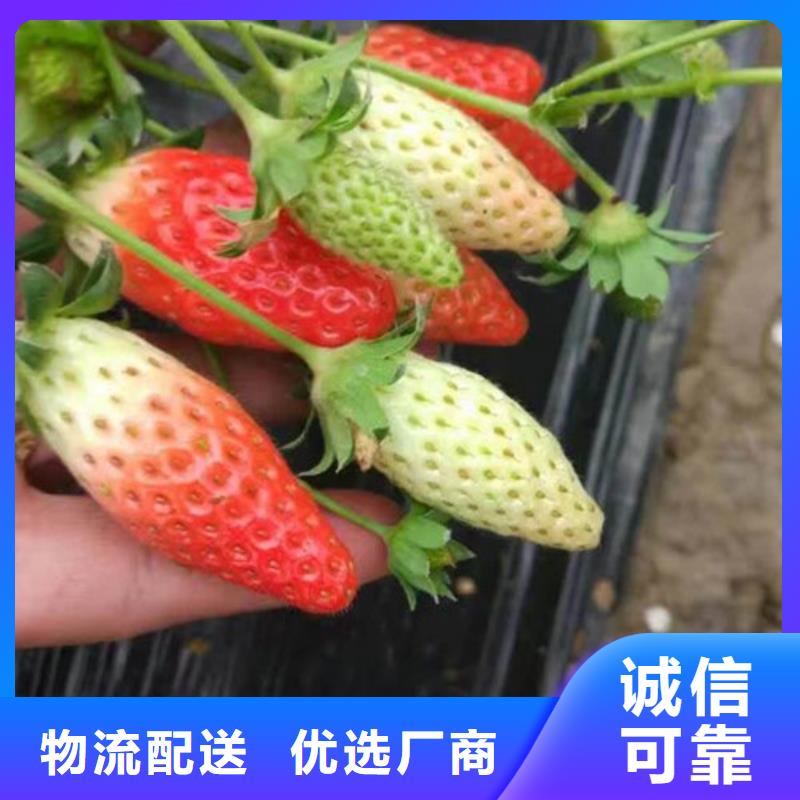 葫芦岛牛奶草莓苗批发