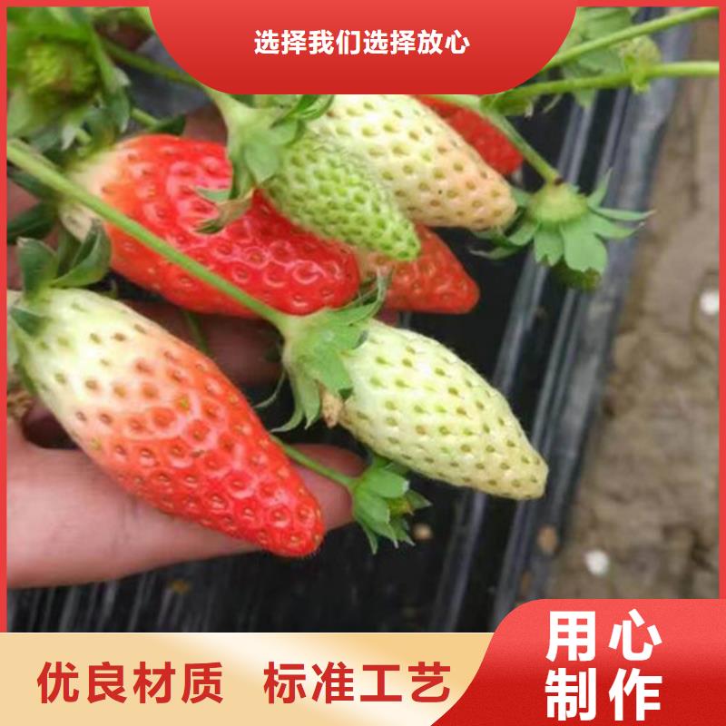 大邑菠萝草莓苗价格