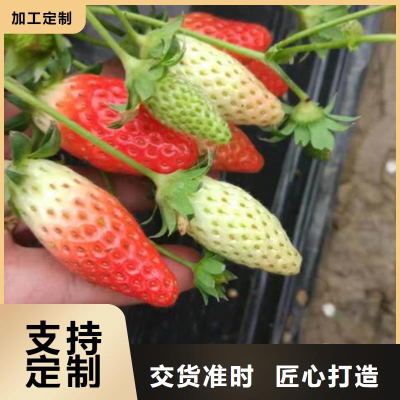 黑山香蕉品种草莓苗培育基地