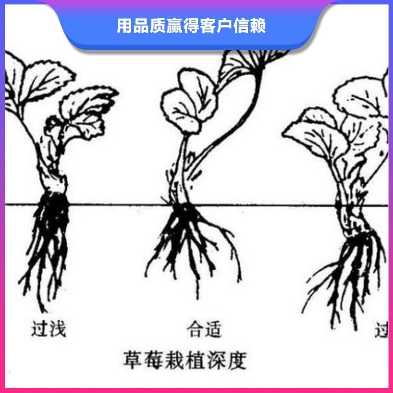 隋珠草莓苗种植条件