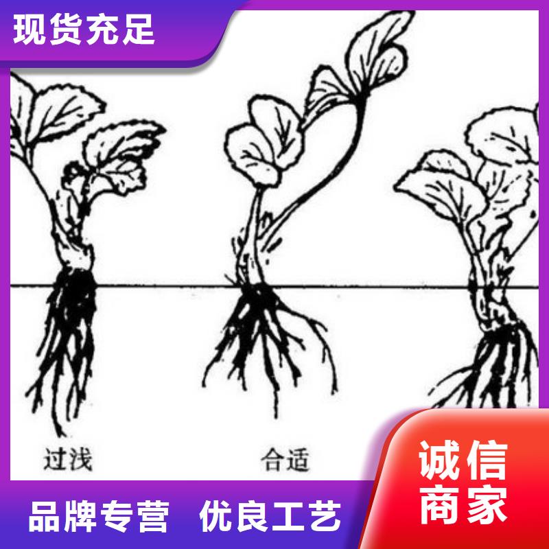 红99草莓苗质量好