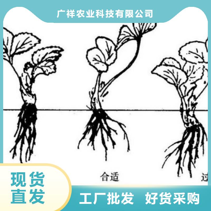 恩施供应宁玉草莓苗_精选厂家