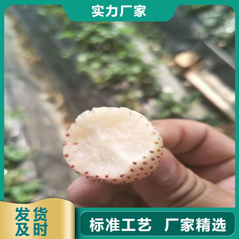 乌海草莓苗优选品质厂家