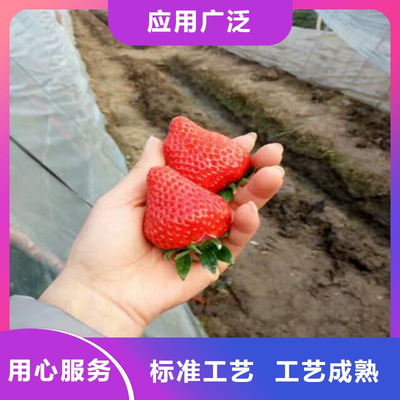 株洲规格齐全的妙香7号草莓苗基地