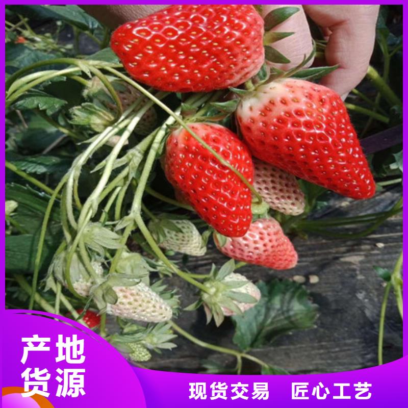 【草莓苗香梨树苗推荐厂家】