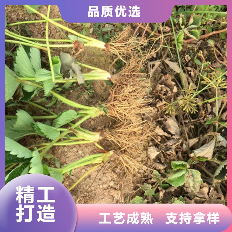 大棚草莓苗种植条件