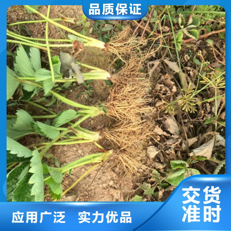 河北省白果草莓苗基地批发