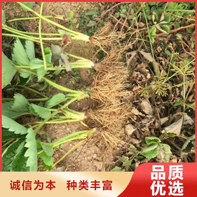 覃塘白果草莓苗适应土地