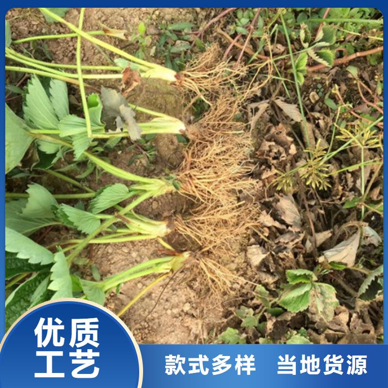 草莓苗-苹果苗现货齐全售后无忧