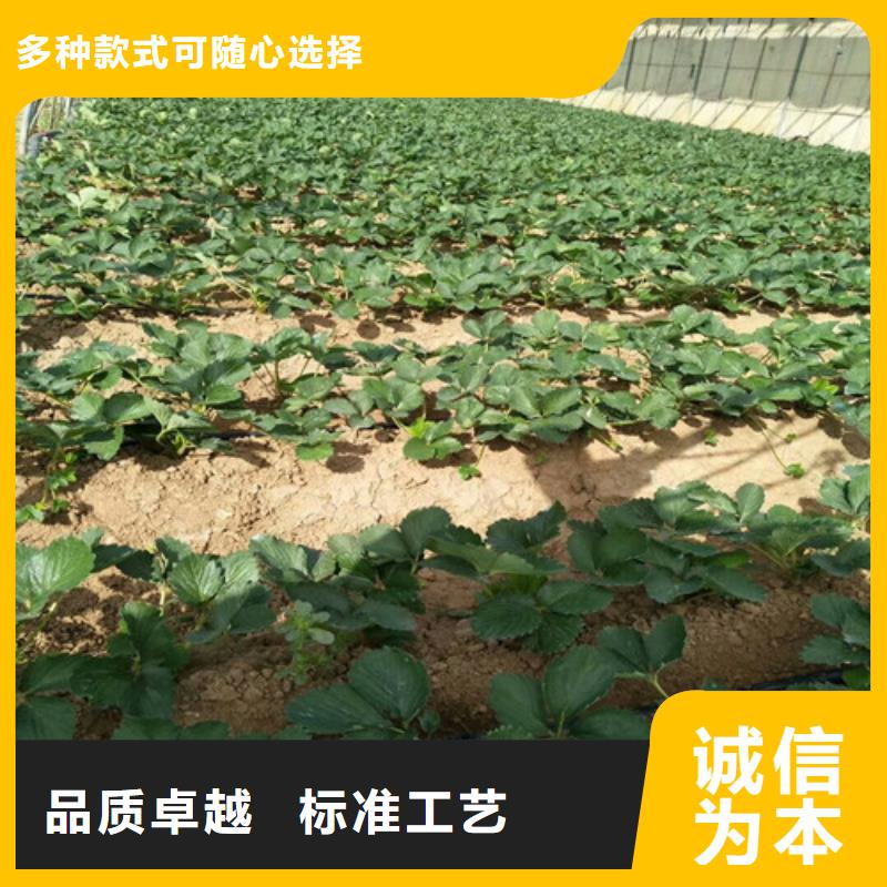 【草莓苗桃树苗品质优选】