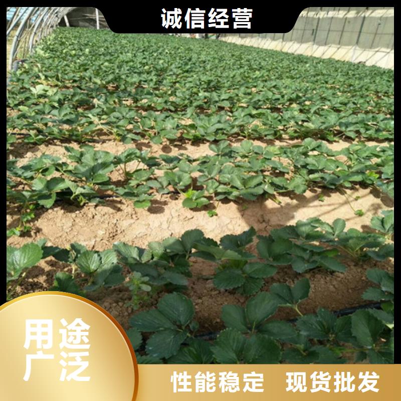 红颜草莓苗定制工厂