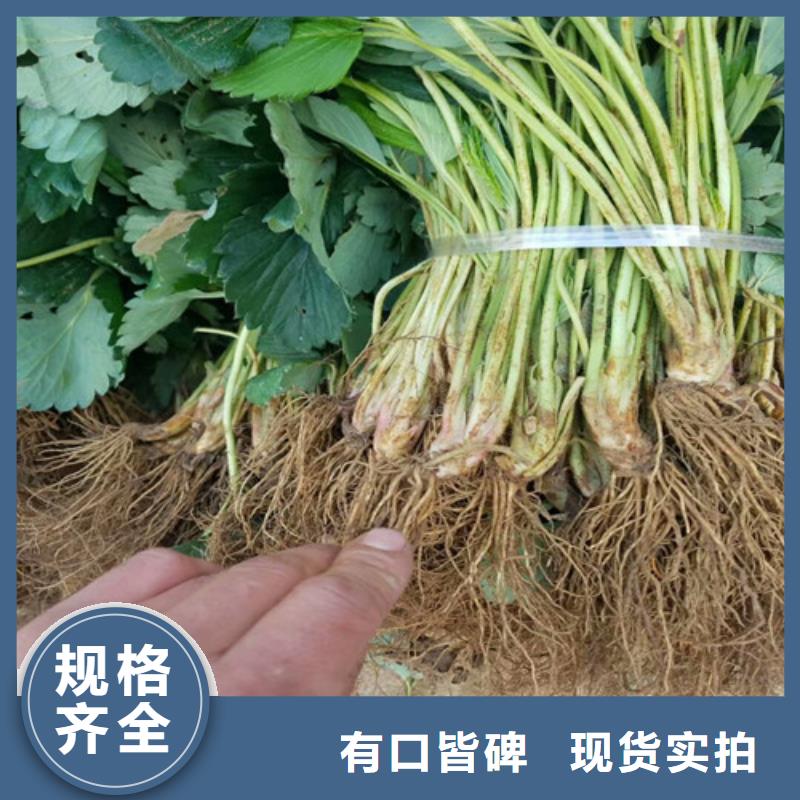 我想买奶油草莓苗，奶油草莓苗种植条件