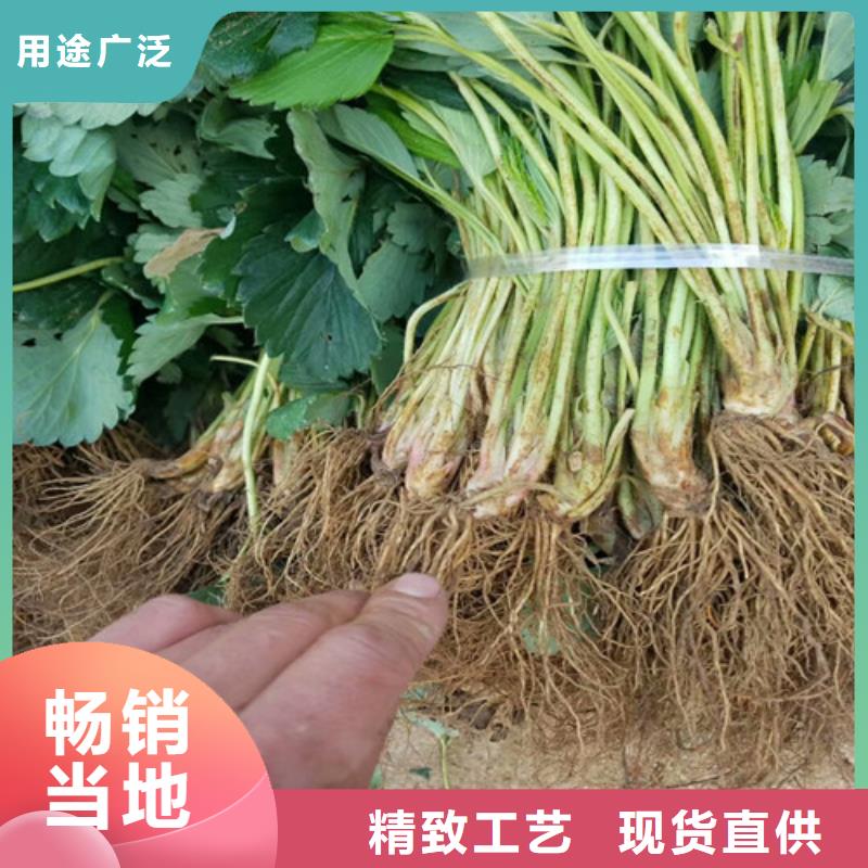 西陵二代草莓苗哪里有种植的