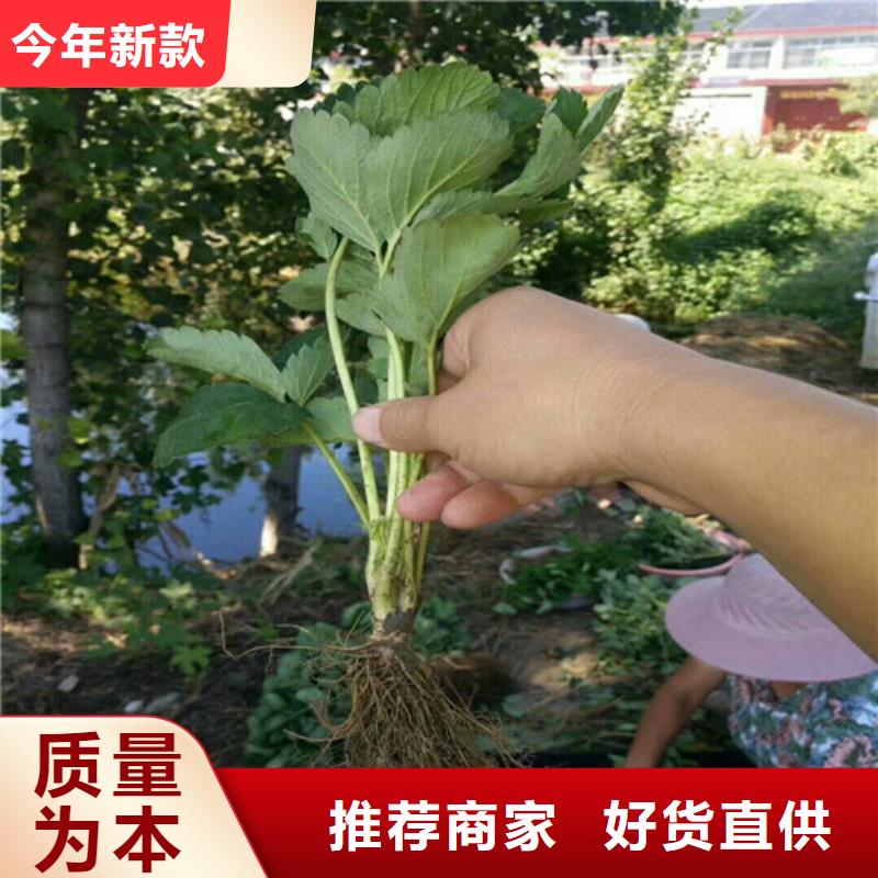 丰香草莓苗大量现货