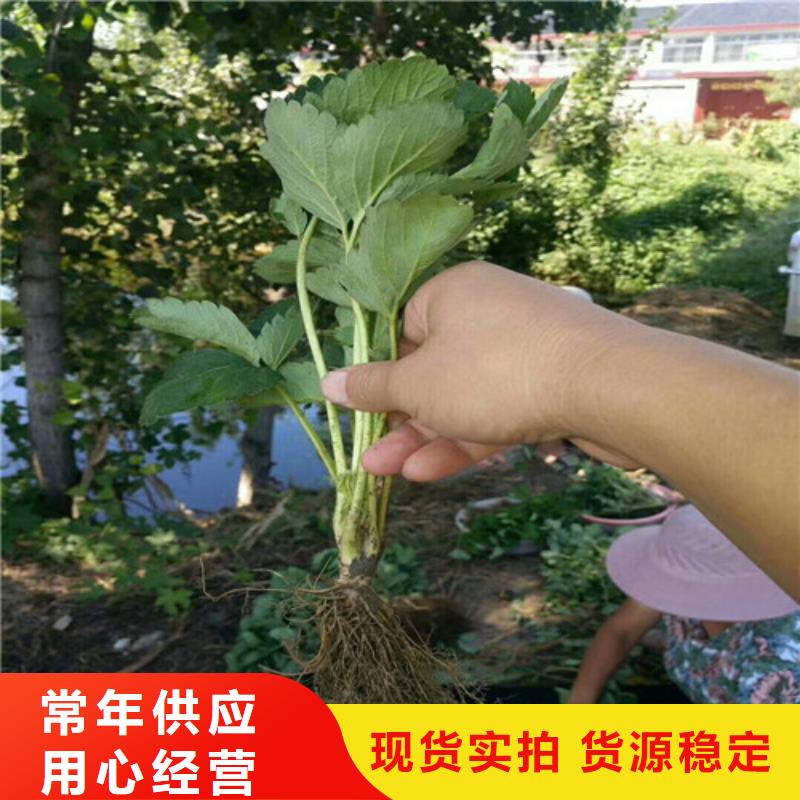 广东省白果草莓苗价格