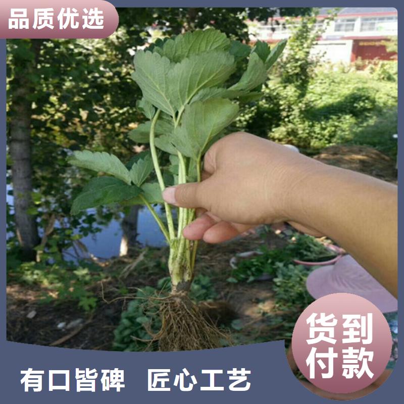 衡东章姬草莓苗培育