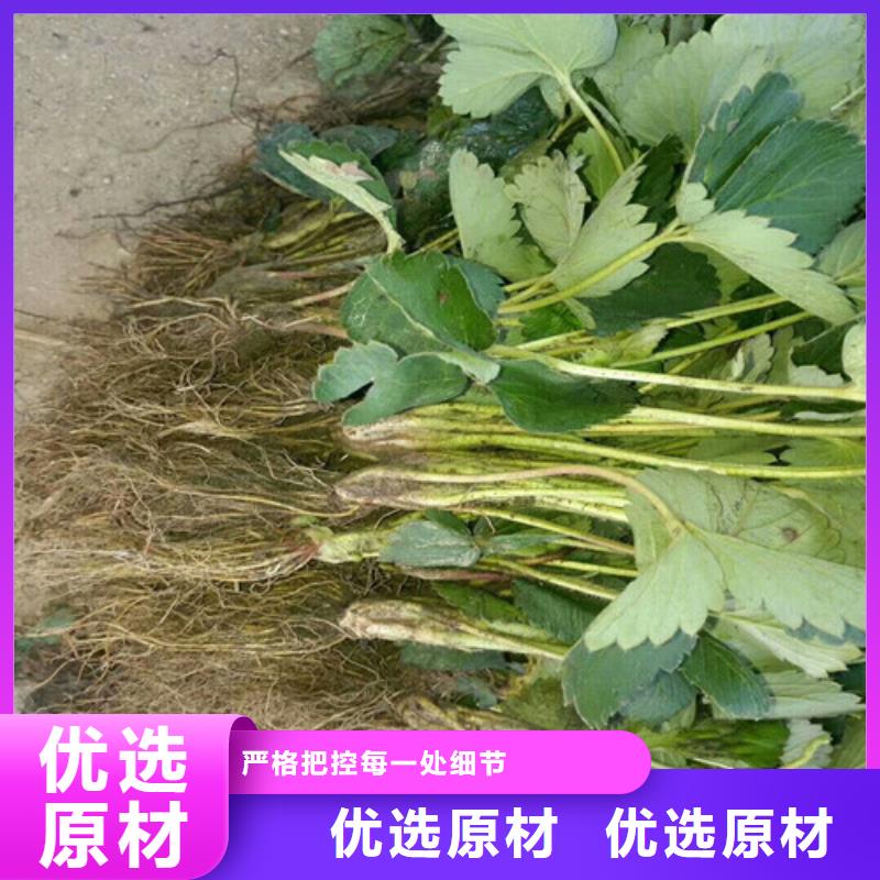 供应牛奶草莓苗，牛奶草莓苗基地批发