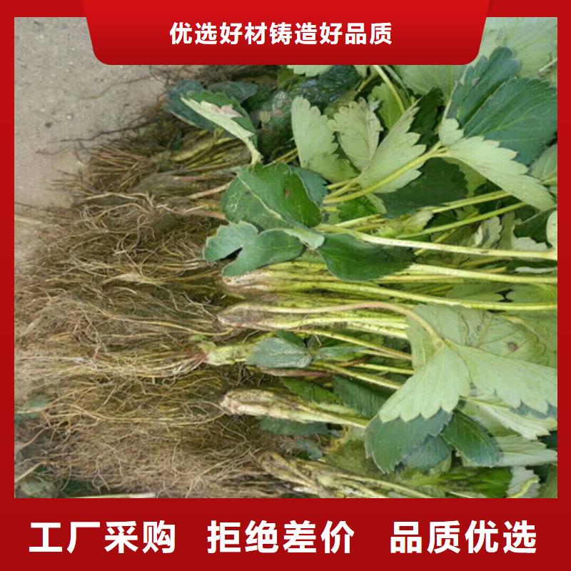 德阳常年供应香野草莓苗-口碑好