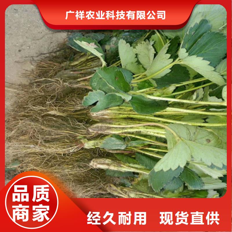 梅州兴宁二年生丰香草莓苗，丰香草莓苗便宜价格