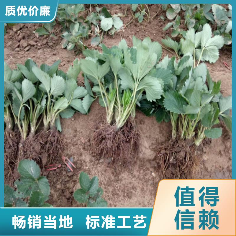 辽阳重信誉奶油草莓苗供应厂家