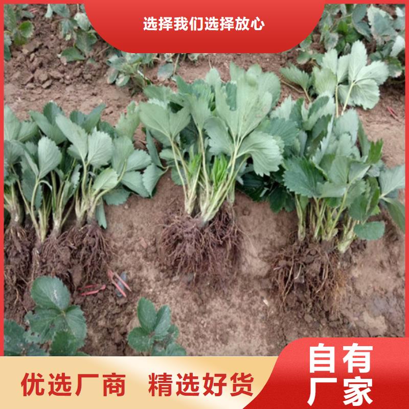 乌兰察布奶油草莓苗培育基地