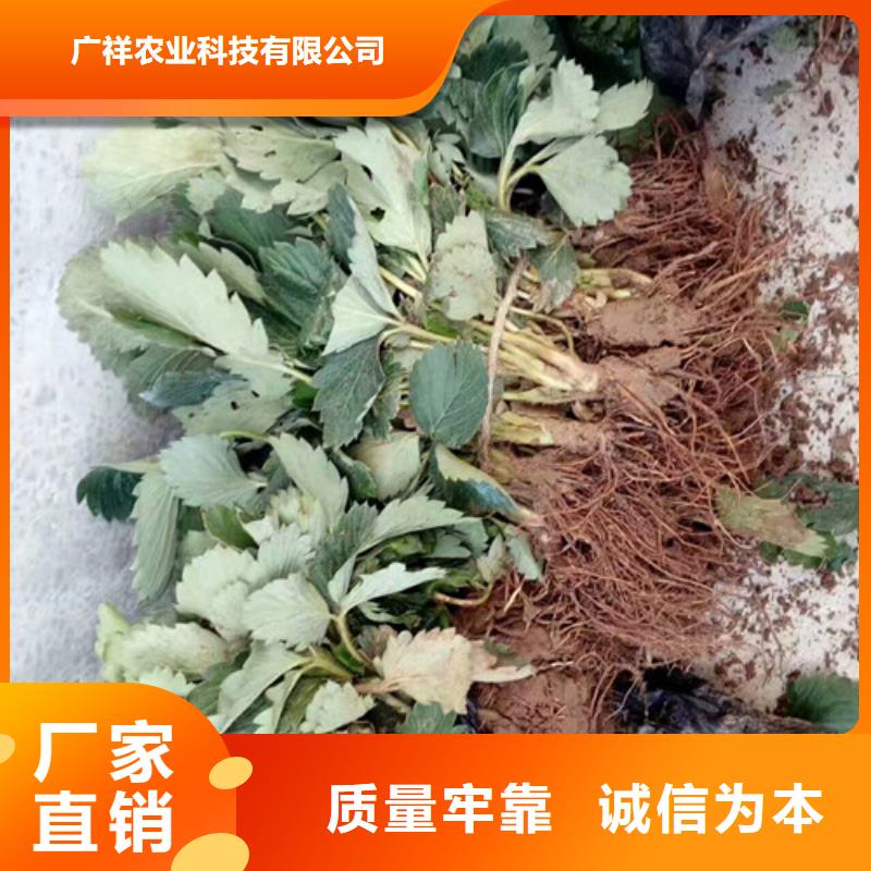 北京白雪公主草莓苗-复购率高