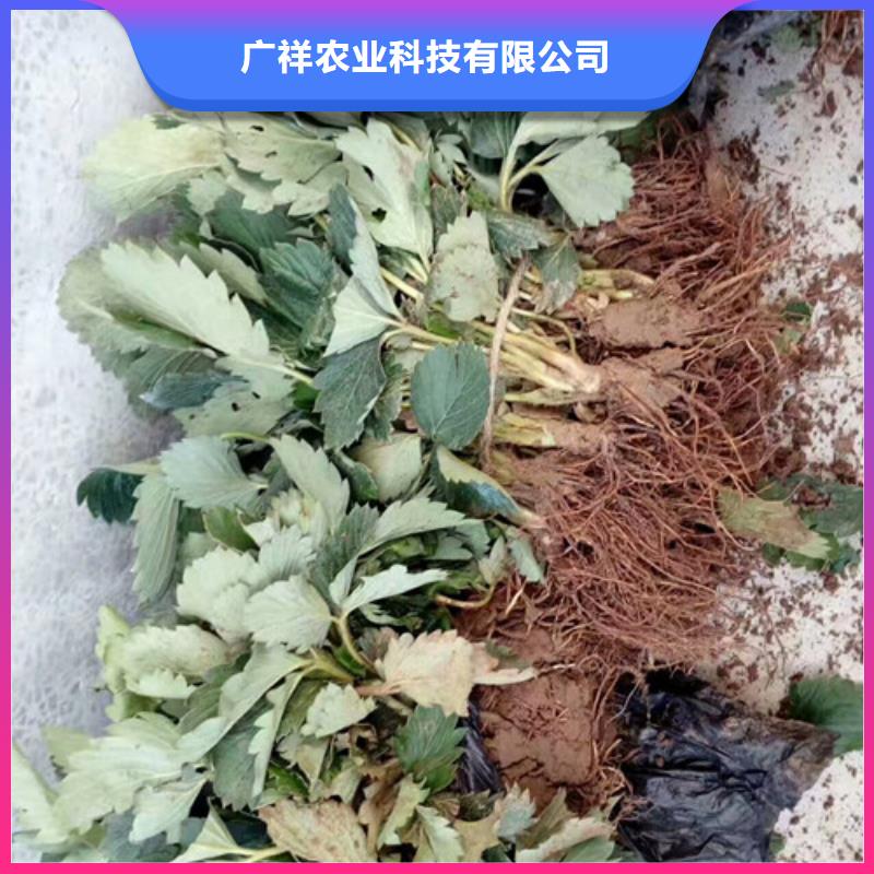 六安寿县二年生章姬草莓苗，章姬草莓苗栽植密度