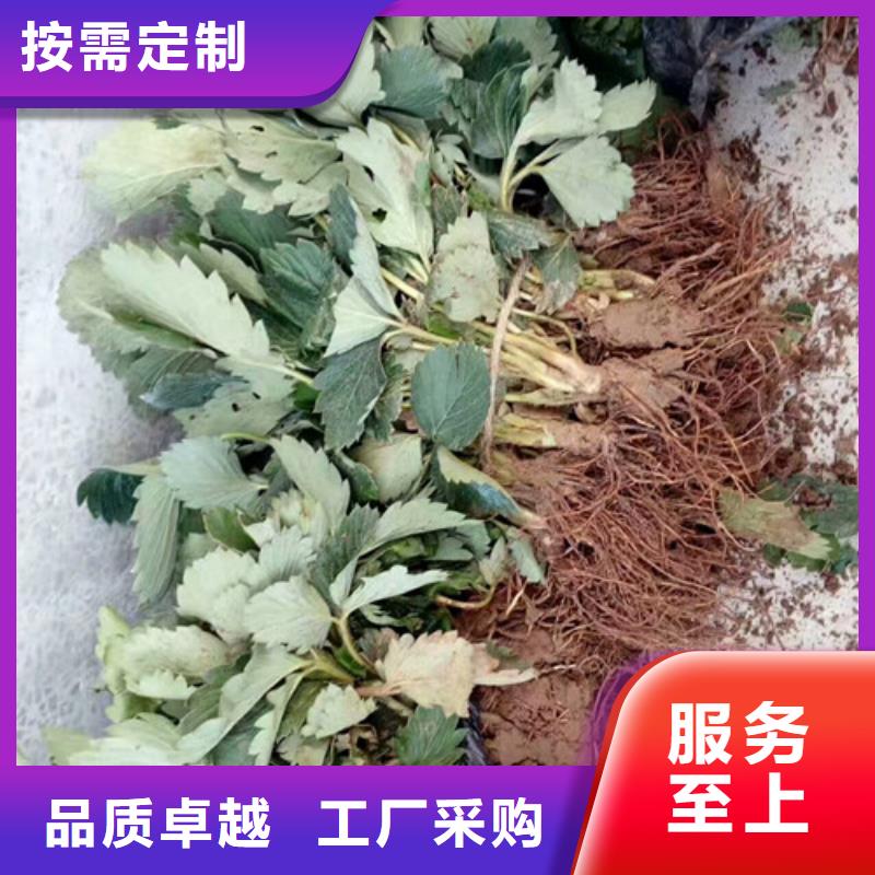 宁玉草莓苗