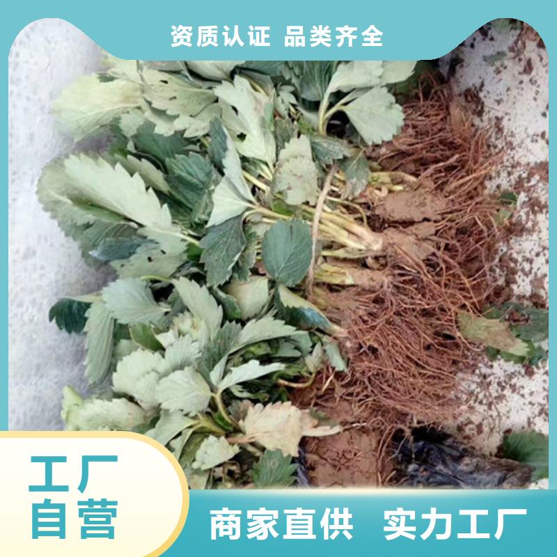 草莓苗-红蜜桃树苗应用范围广泛