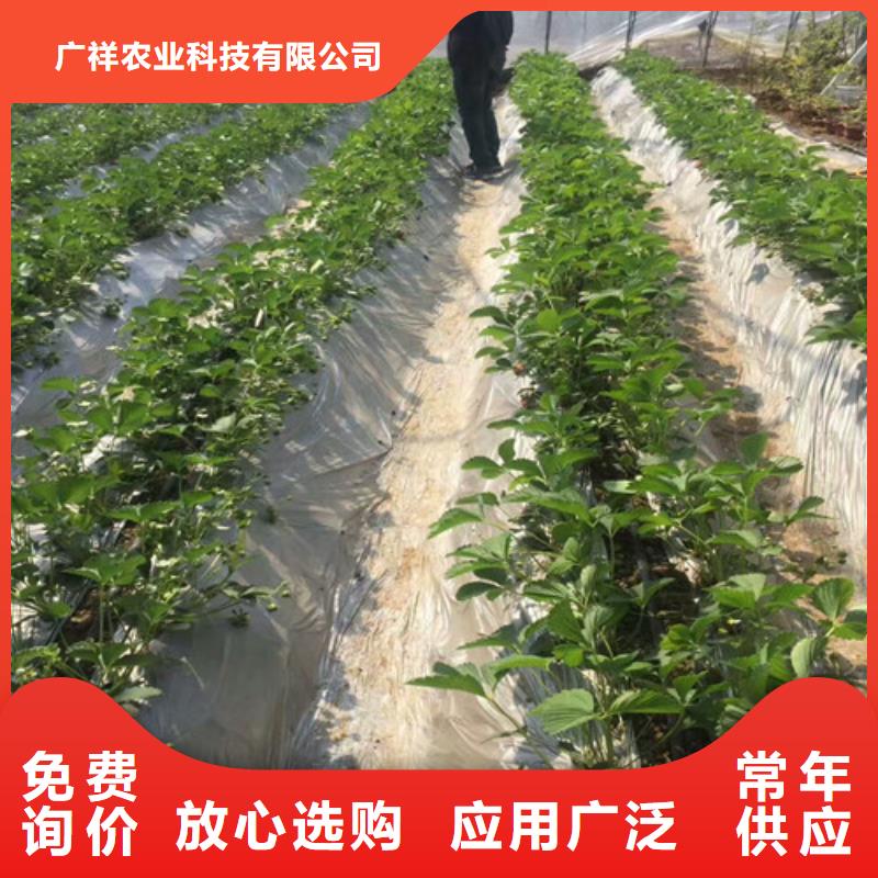 长清桃熏草莓苗种植条件