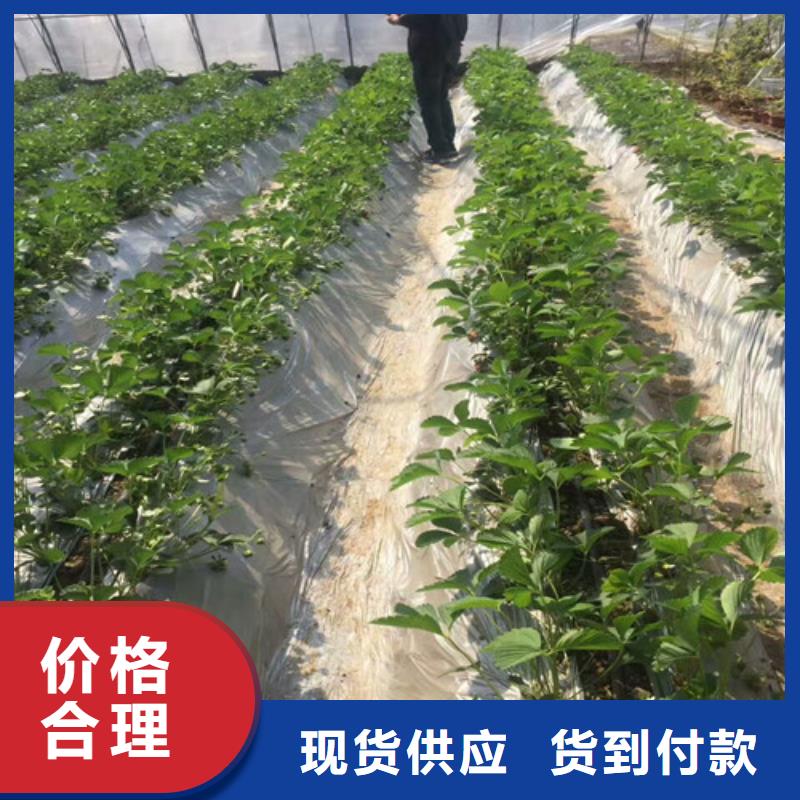 合肥庐江出售白雪公主草莓苗，白雪公主草莓苗价格多少