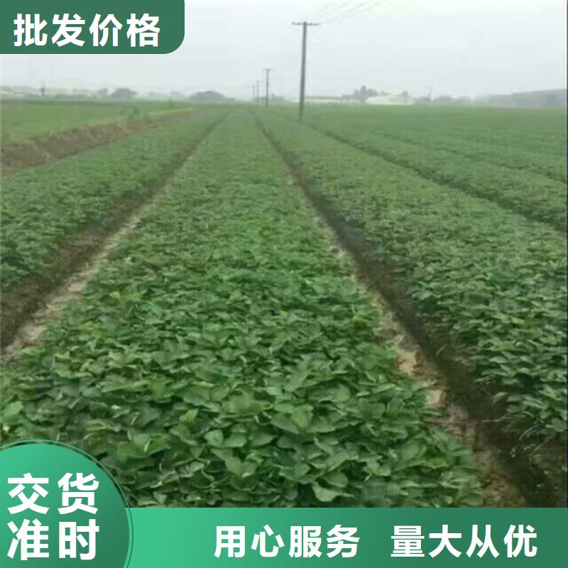 菠萝草莓苗2024已更新(今日/推荐)