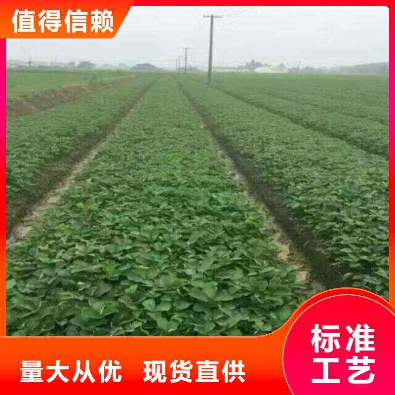 【草莓苗】果树苗批发基地源厂定制